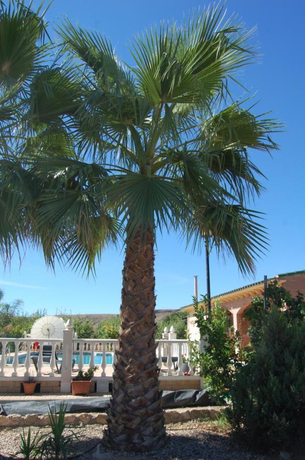 Casa Rural Consuelo Jumilla Exteriör bild